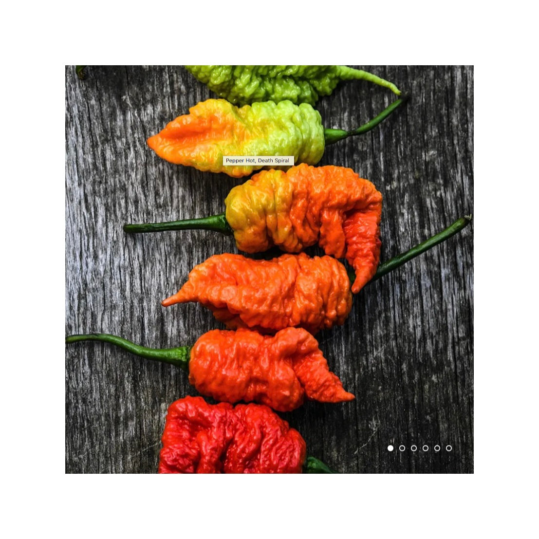 Death Spiral Pepper Plant 3.5" Available Soon