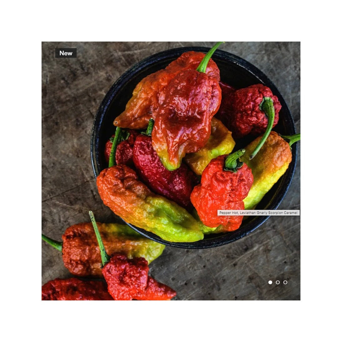 Leviathan Gnarly Carmel Scorpion Pepper Plant Coming Soon!