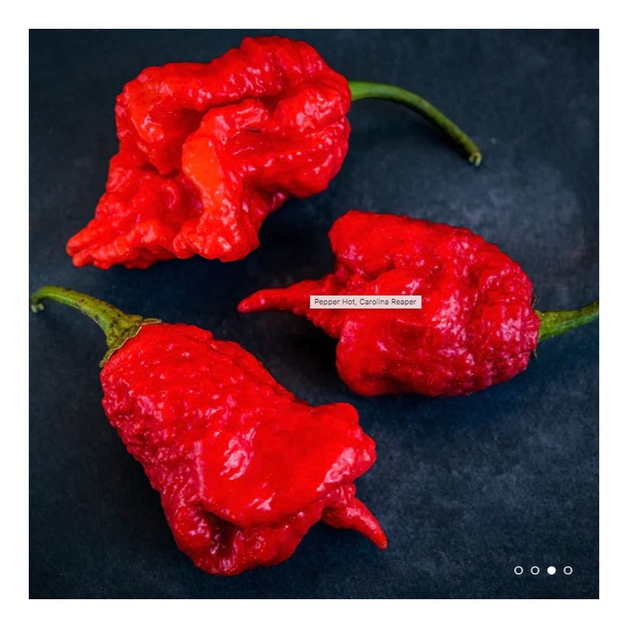 Carolina Reaper Pepper Plant 3.5" Available Now