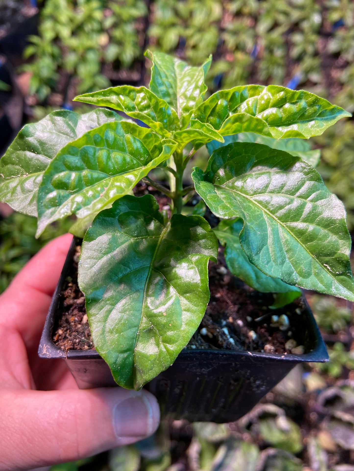Leviathan Gnarly Carmel Scorpion Pepper Plant Coming Soon!