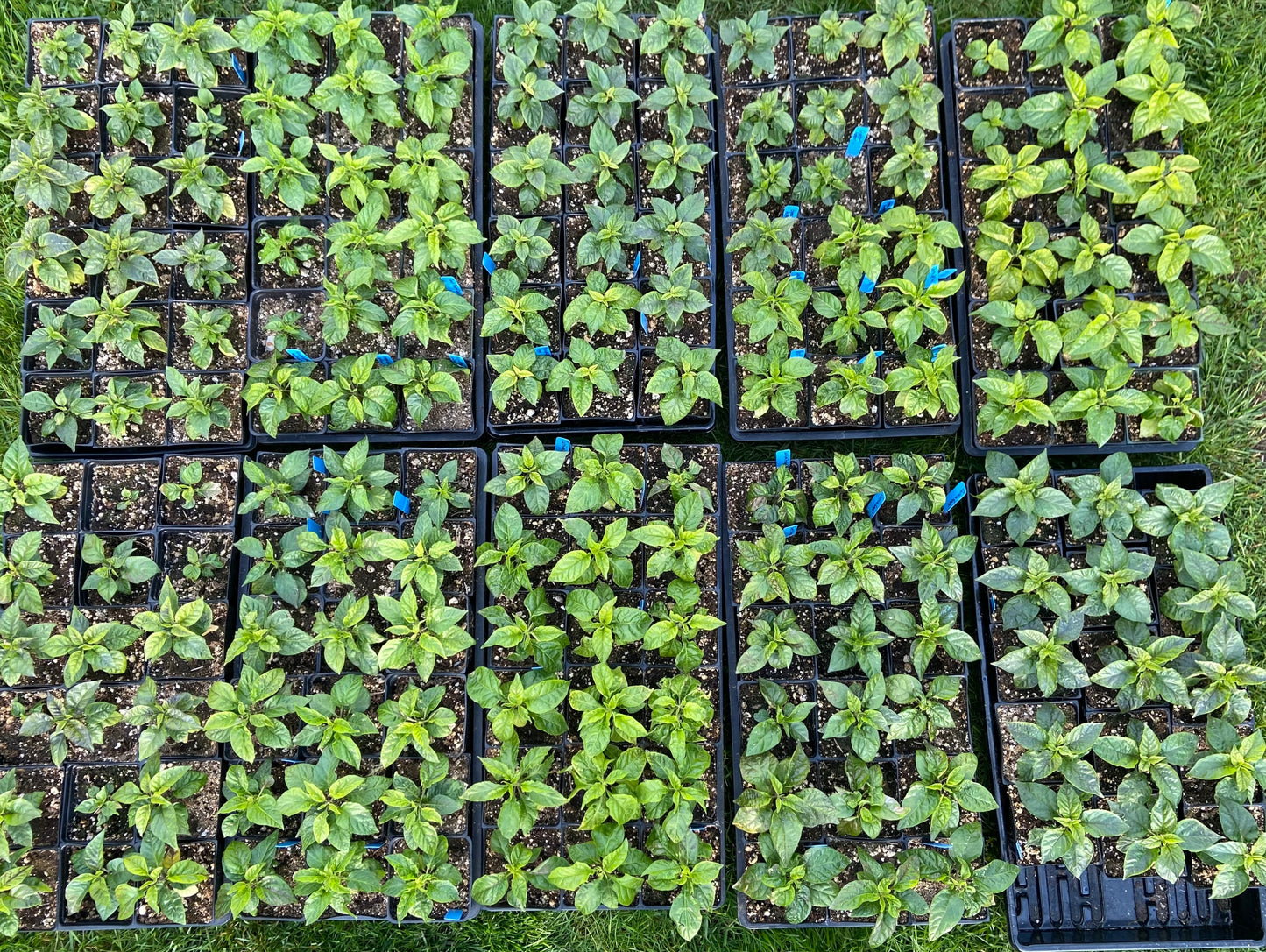 Leviathan Gnarly Carmel Scorpion Pepper Plant Coming Soon!