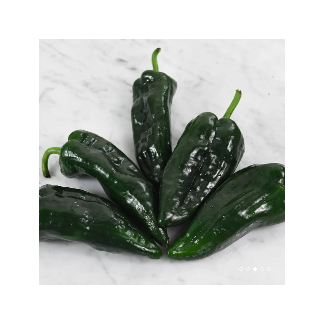 Poblano Pepper Plant Starts 3.5"
