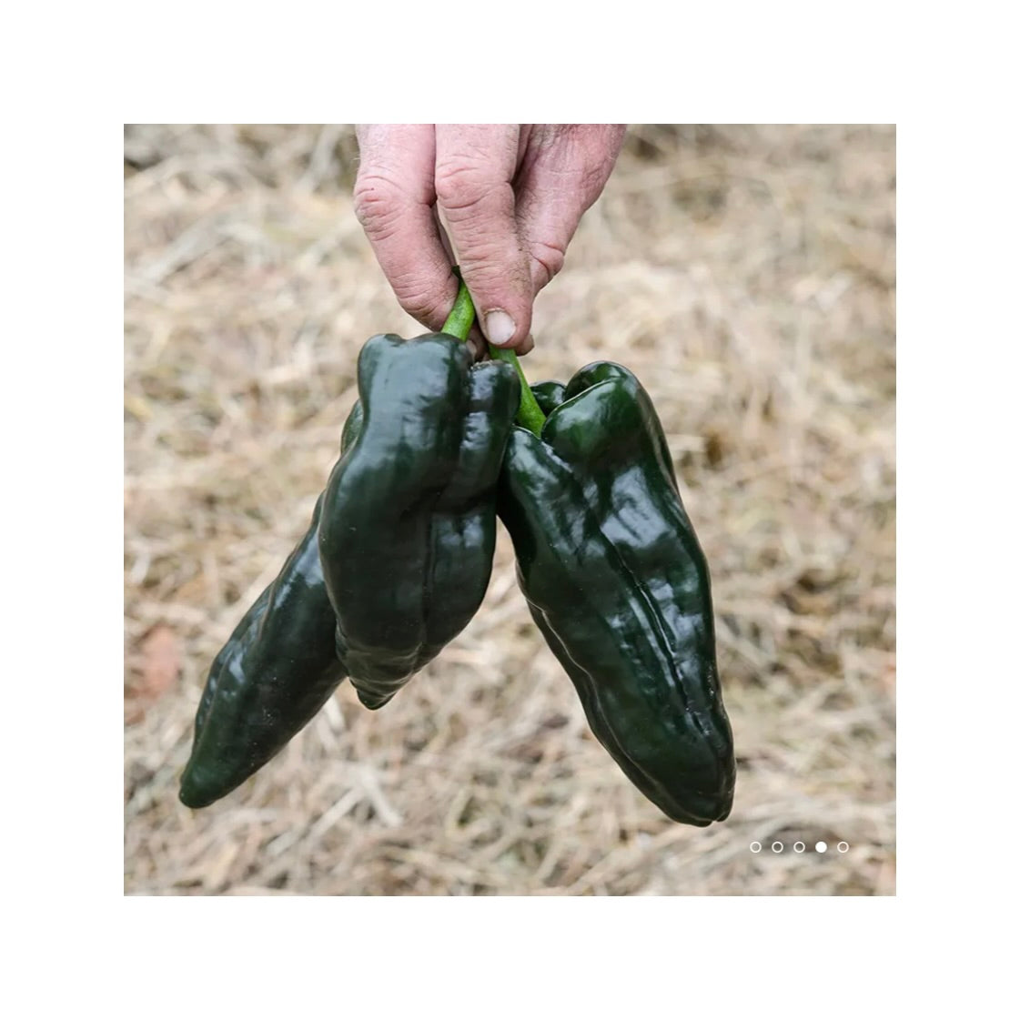 Poblano Pepper Plant Starts 3.5"