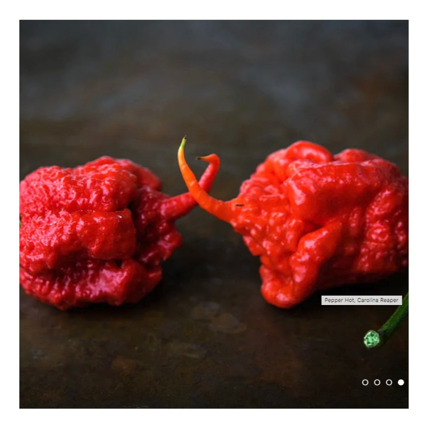 Carolina Reaper Pepper Plant 3.5" Available Now