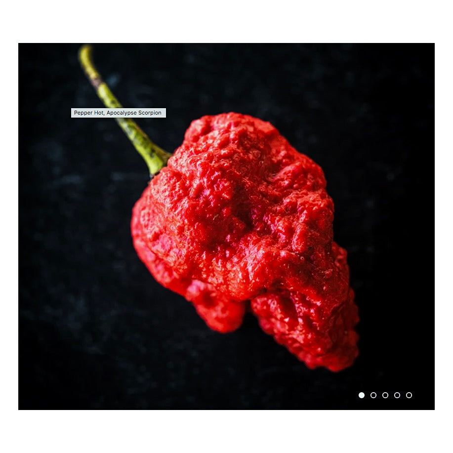 Apocalypse Scorpion Pepper Plant 3.5"