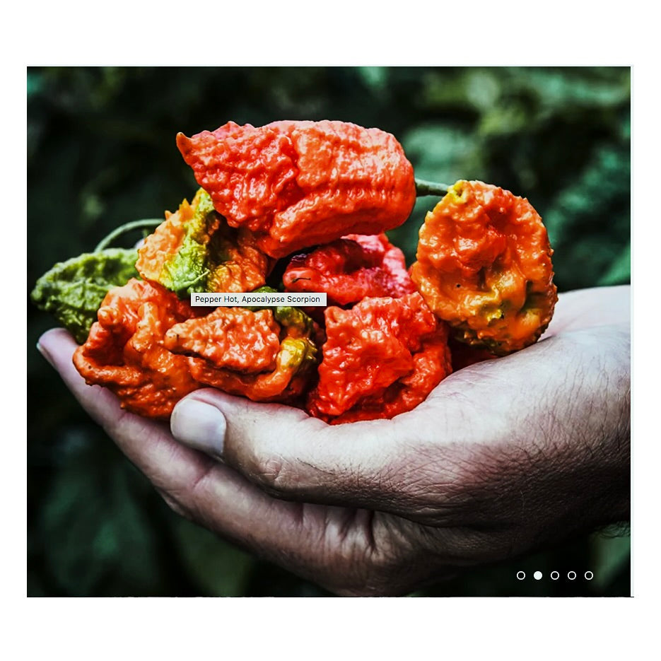 Apocalypse Scorpion Pepper Plant 3.5"