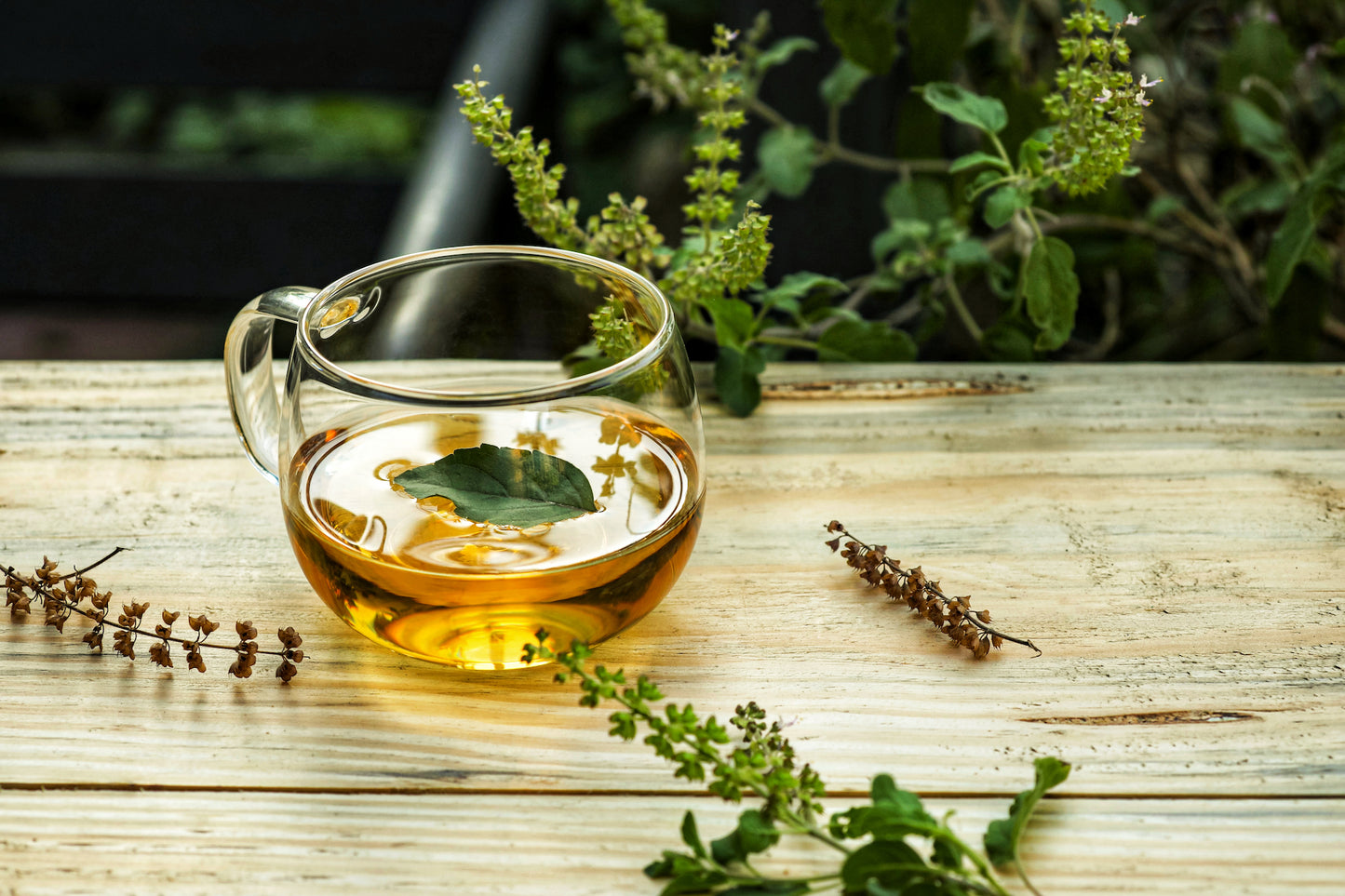 Tulsi Holy / Sacred Basil Available Soon!