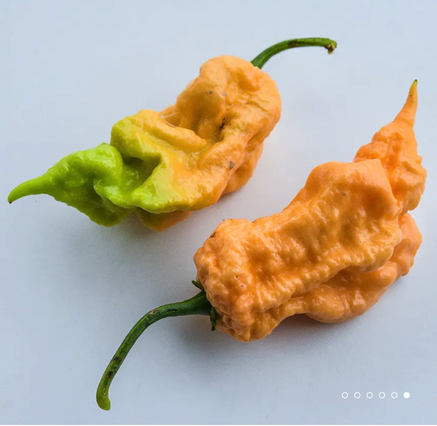 Jays Peach Ghost Pepper Plant Coming Soon!