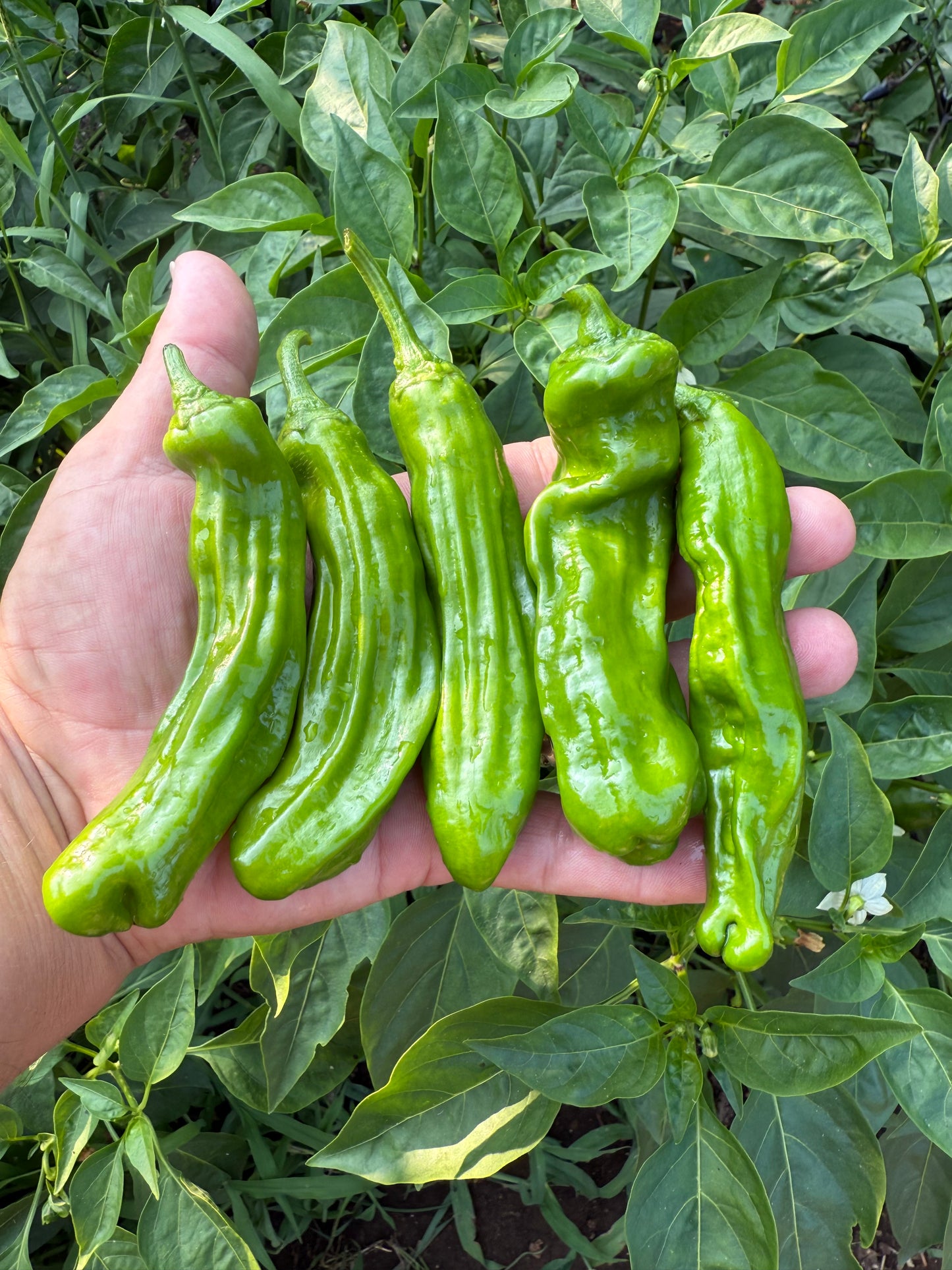 Salty Shishito Chile Grinder