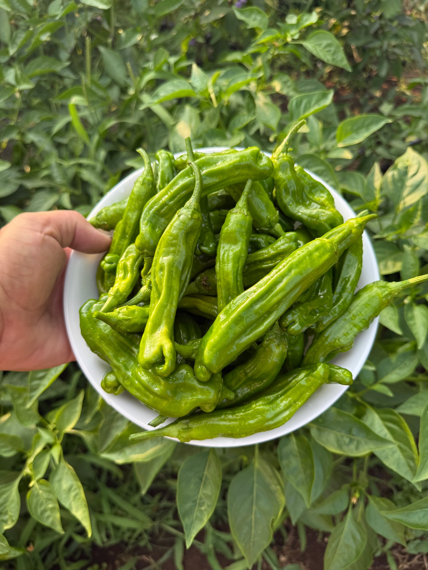 Salty Shishito Chile Grinder