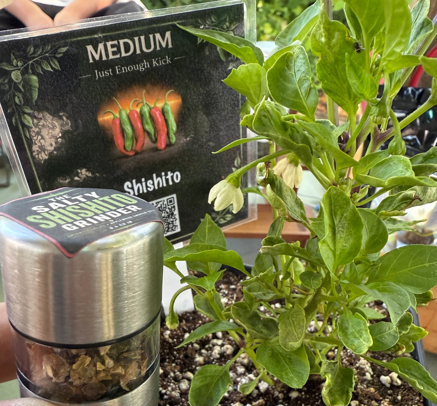 Salty Shishito Chile Grinder