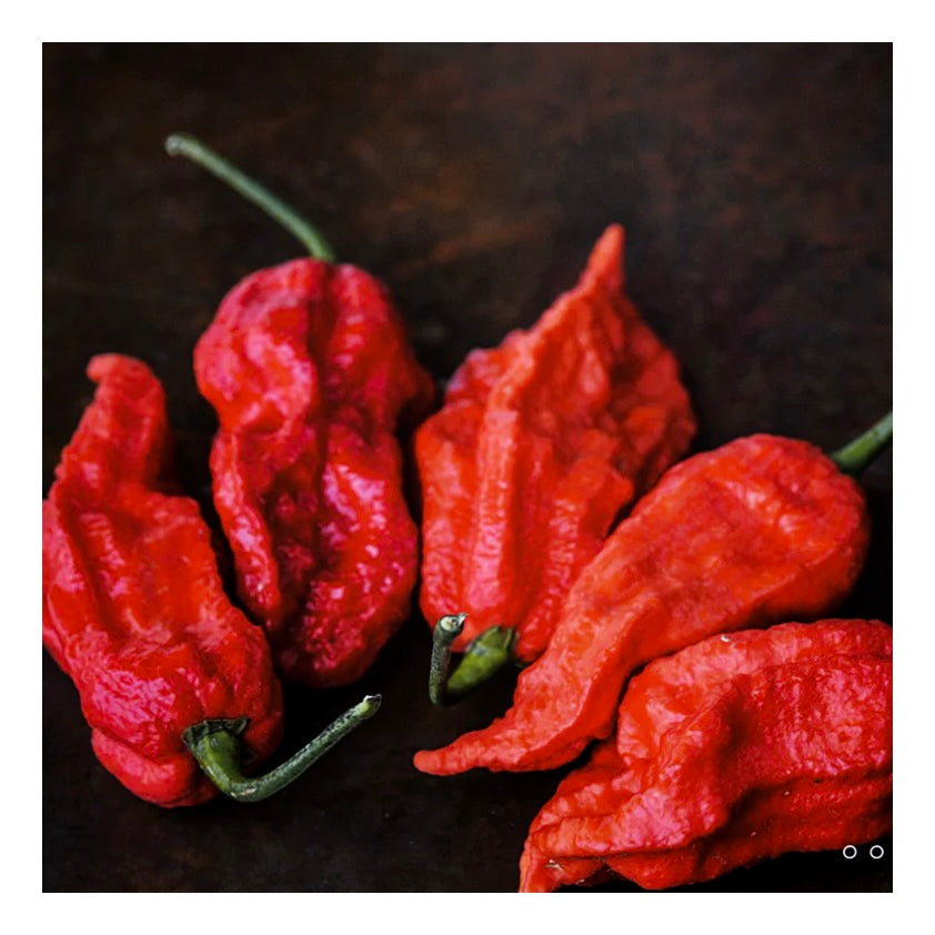 Ghost Pepper Plant 3.5"