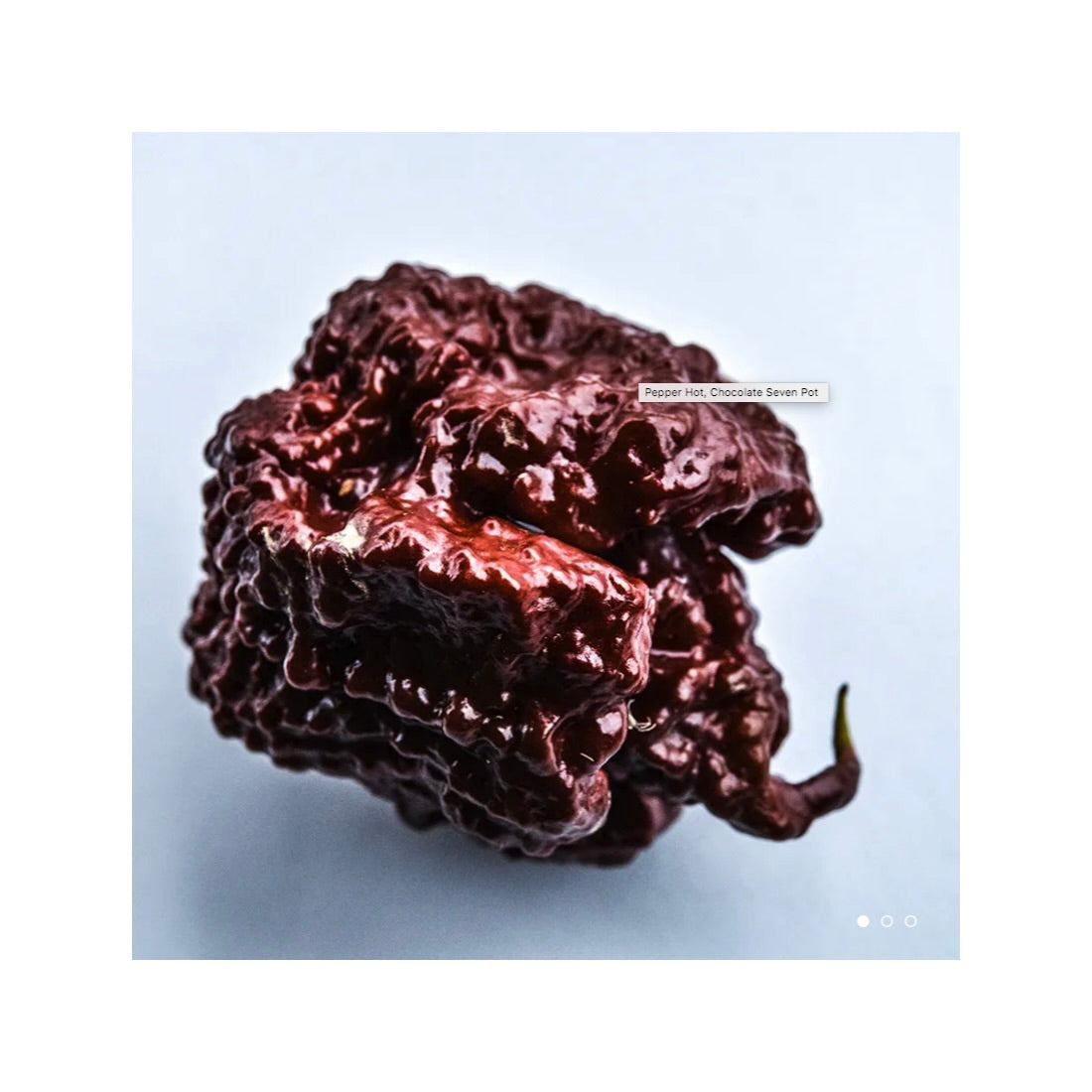 Chocolate Seven Pot  Pepper Plant 3.5"