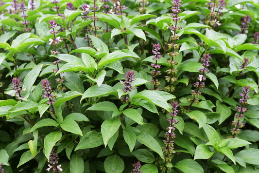 Tulsi Holy / Sacred Basil Available Soon!